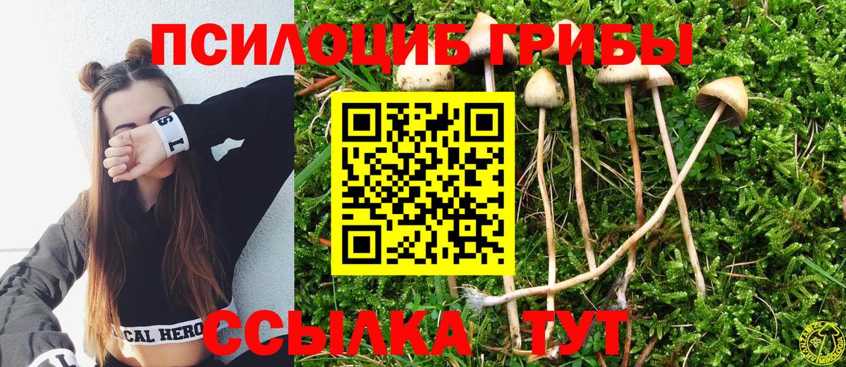 Тында  Псилоцибиновые грибы MAGIC MUSHROOMS  Вход с VPN  Псилоцибиновые грибы Cubensis 